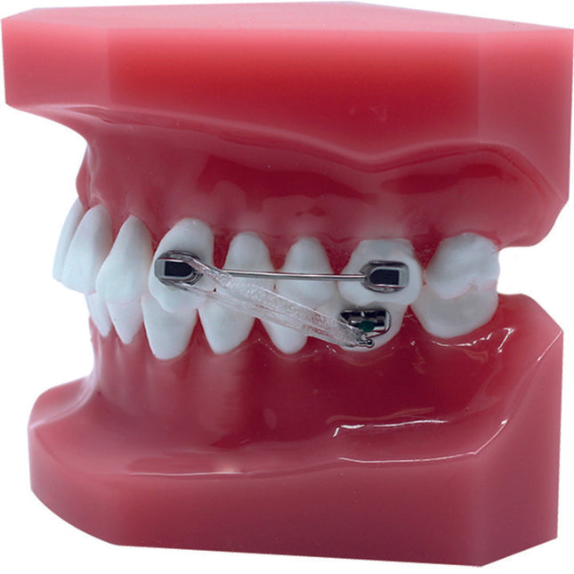 SilverMotion Typodont 