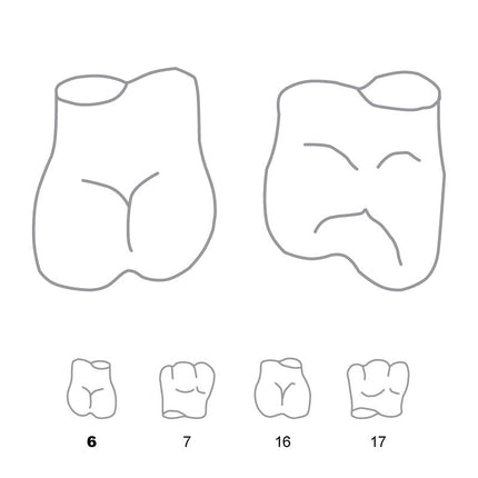 Crown Forms Molar Right 6 