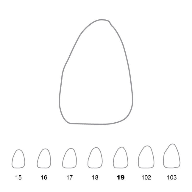 Temporary Crowns Upper Central Incisors Left 19 