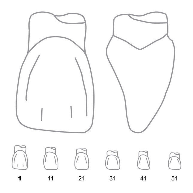 Odus Pella Transparent Crown Forms. Centrals 1 