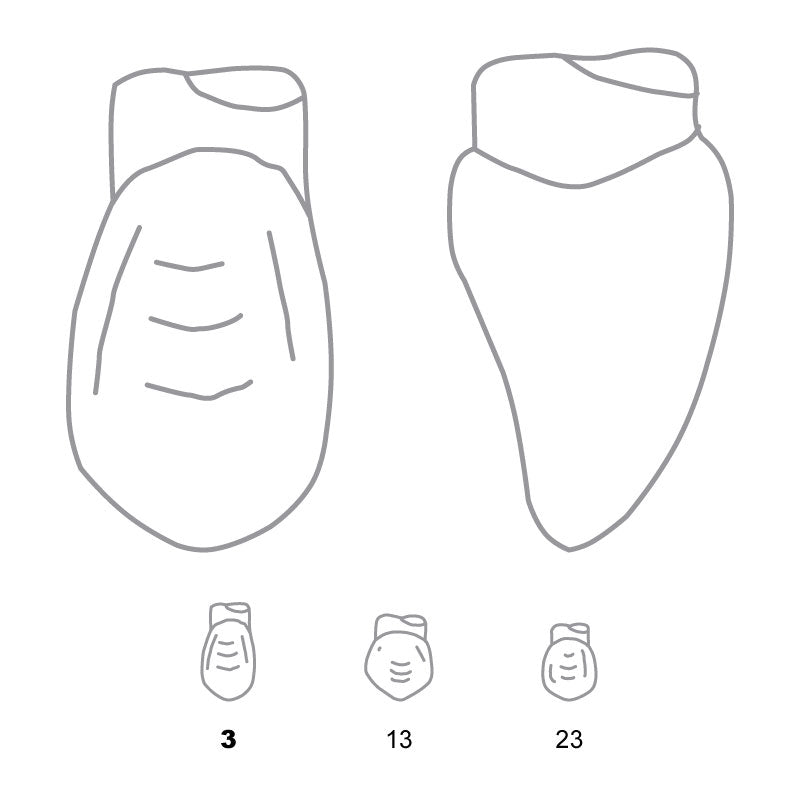 Odus Pella Transparent Crown Forms Canines 3 