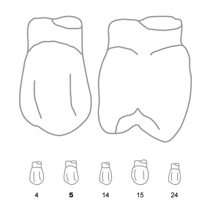 Odus Pella Transparent Crown Forms Bi-Cuspids 5 