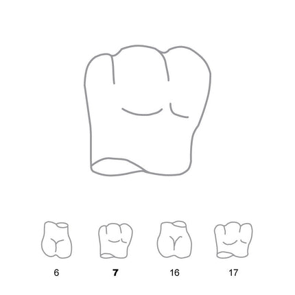 Odus Pella Transparent Crown Forms Molar 7 