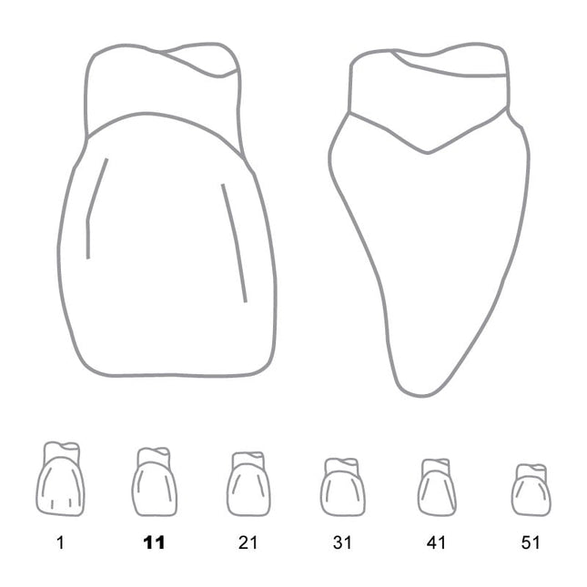Odus Pella Transparent Crown Forms Centrals 11 