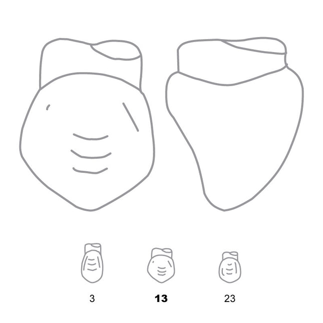 Odus Pella Transparent Crown Forms Canines 13 