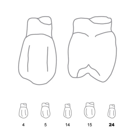 Odus Pella Transparent Crown Forms Bi-Cuspids 24 