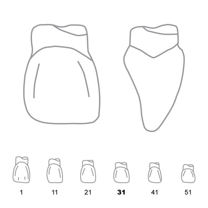 Odus Pella Transparent Crown Forms Centrals 31 