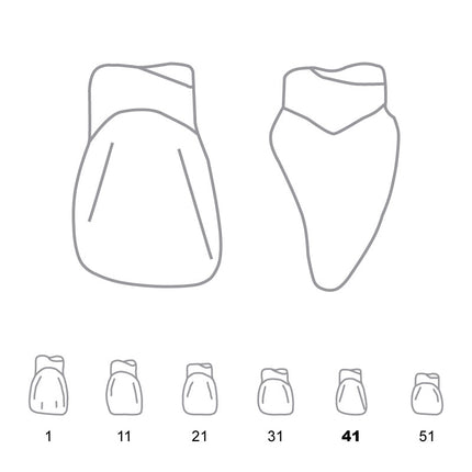 Odus Pella Transparent Crown Forms Centrals 41 