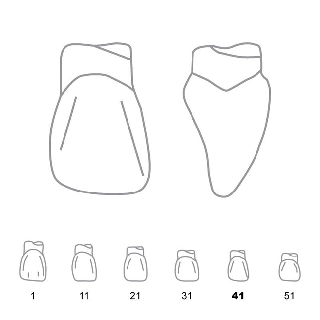 Odus Pella Transparent Crown Forms Centrals 41 